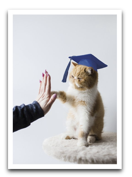 Cat Grad Card