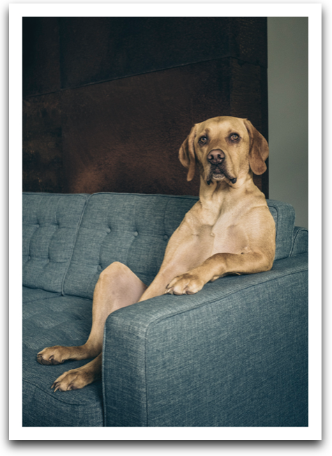 Dog on Couch Card