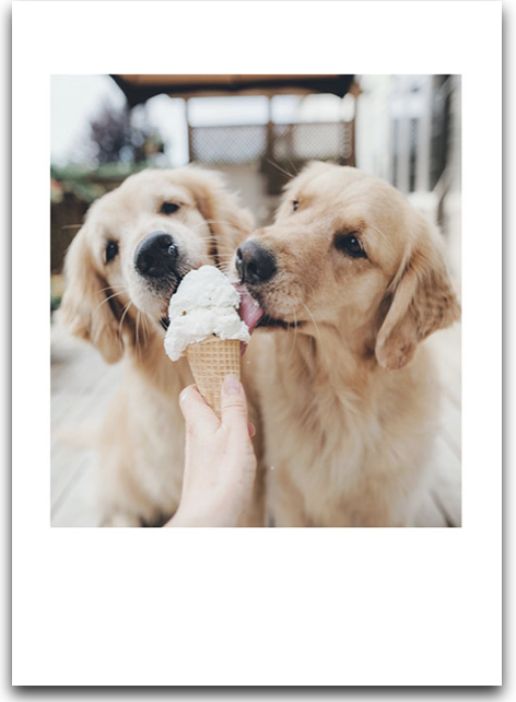 Two Labs Licking Ice Cream Card