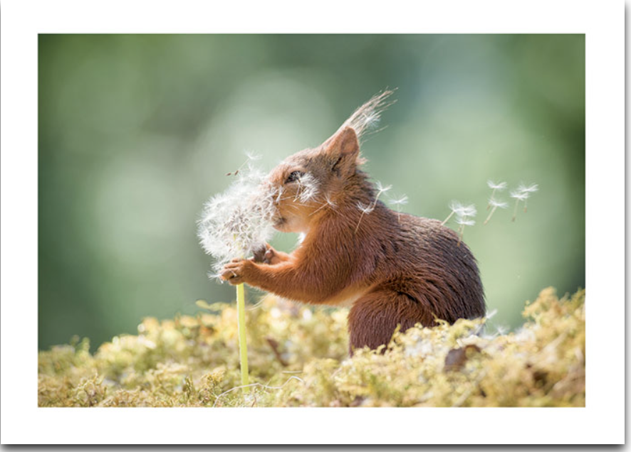 Dandelion Wish Squirrel Card