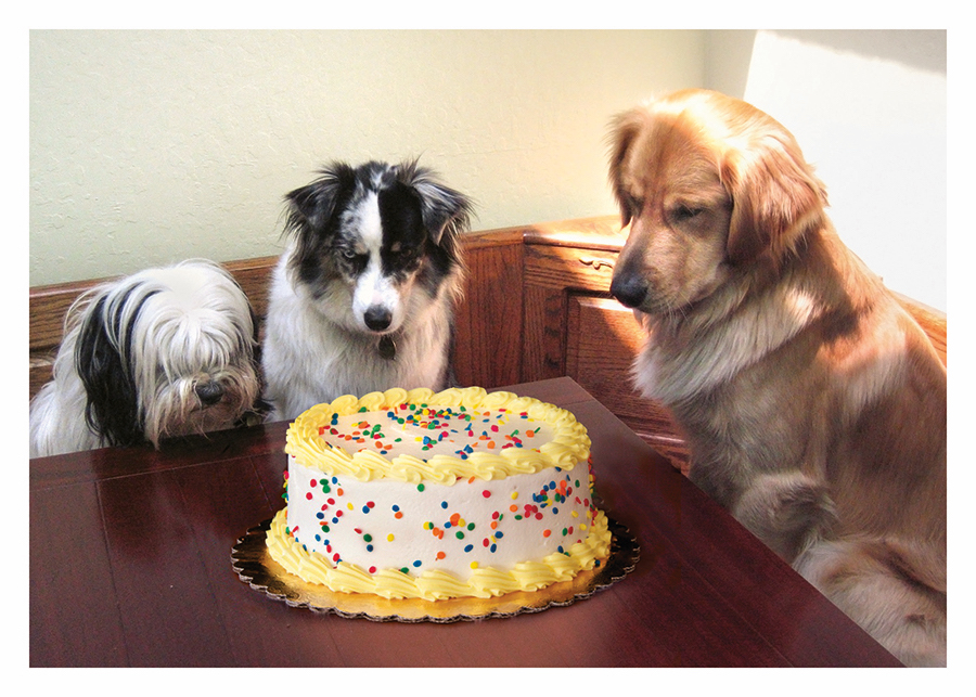 3 Dogs & Cake Card