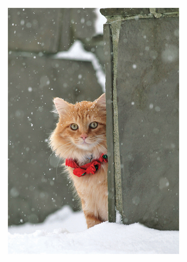 Cat Red Collar Card