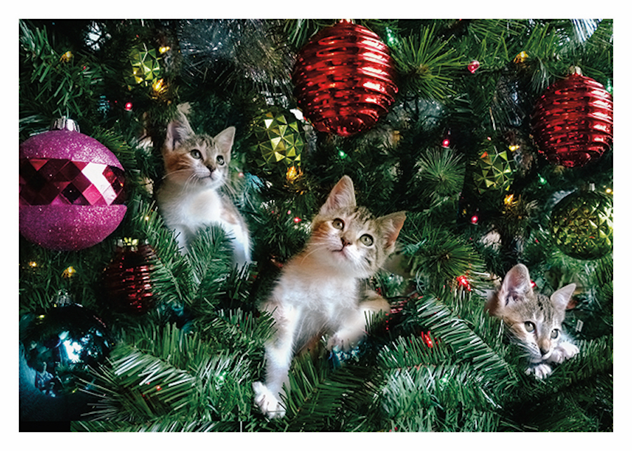Kittens in Xmas Tree Card