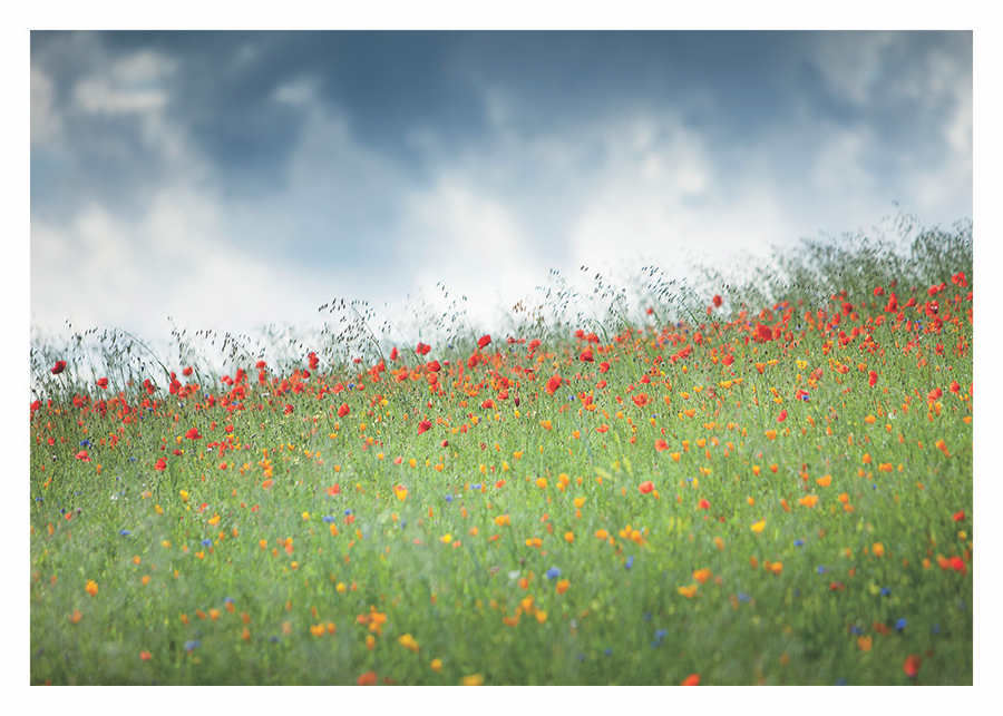 Field of Poppies Card