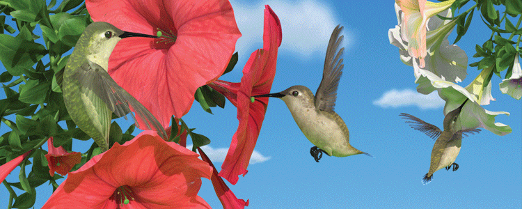 Hummingbirds - Motion Bookmark
