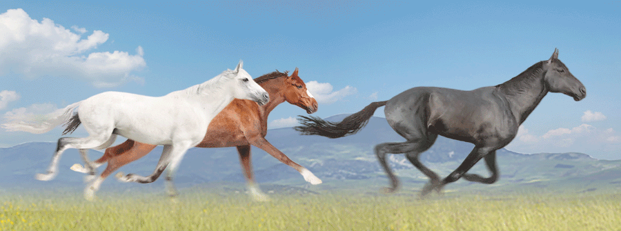 Horses - Motion Bookmark