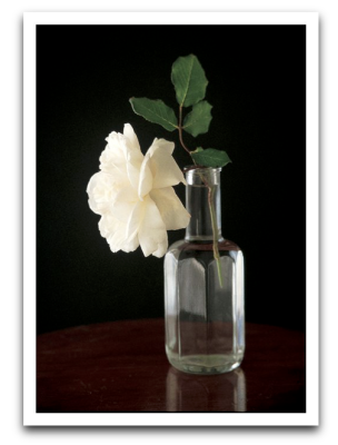 Single White Rose Card - 2190