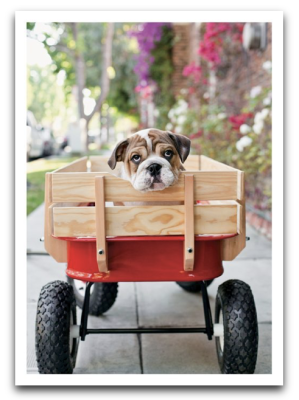 Puppy in Wagon Cake - 3507