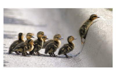 Ducklings Card - 2126