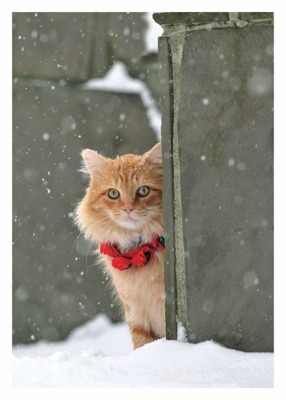 Cat Red Collar Card - 9618