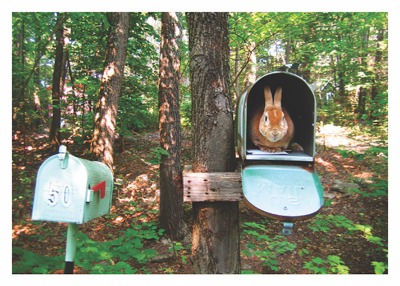 Bunny Mailbox Card - 3182