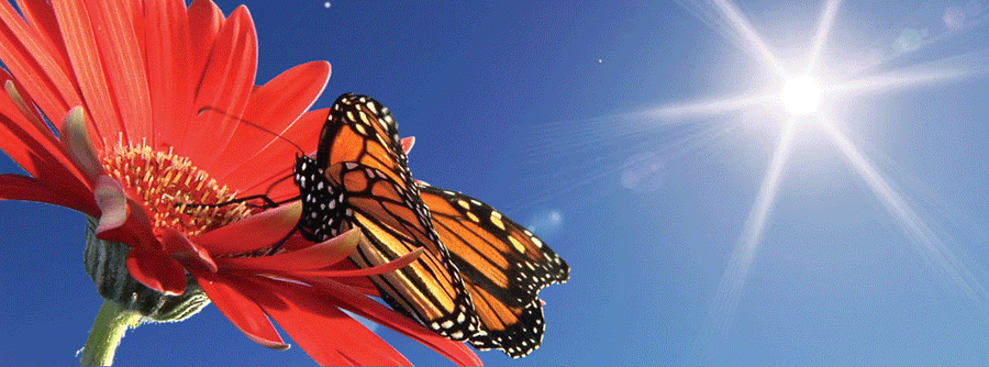 Monarch Butterfly- Motion Bookmark - 930